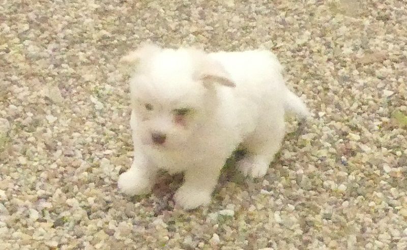 du Domaine des Ecorces - Chiot disponible  - Coton de Tulear