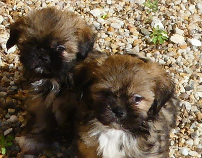 du Domaine des Ecorces - Lhassa Apso - Portée née le 07/08/2024