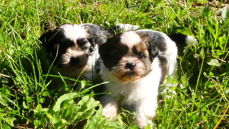 chiot Shih Tzu du Domaine des Ecorces