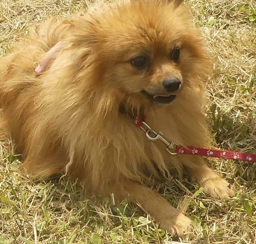 Sissi du Domaine des Ecorces