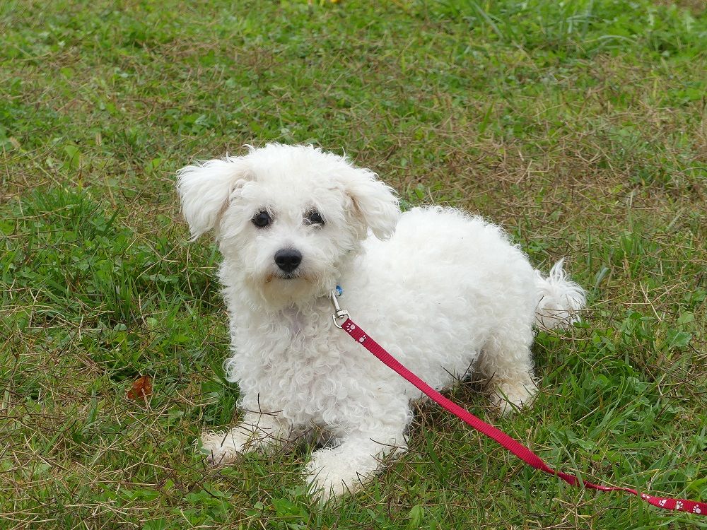 Nymphea du Domaine des Ecorces