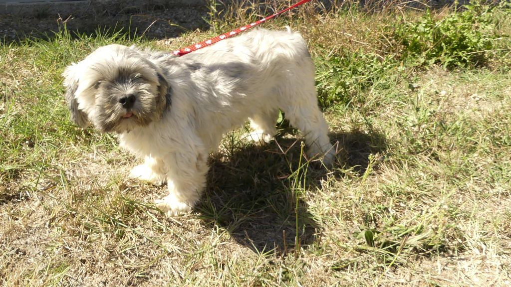 Roumba du Domaine des Ecorces