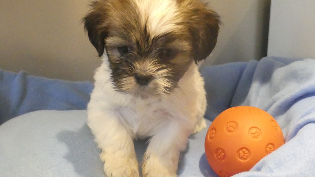 du Domaine des Ecorces - Chiots disponibles - Lhassa Apso
