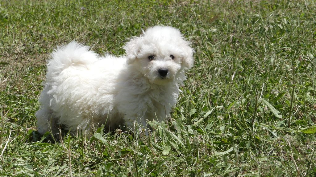 du Domaine des Ecorces - Chiots disponibles - Bichon Frise
