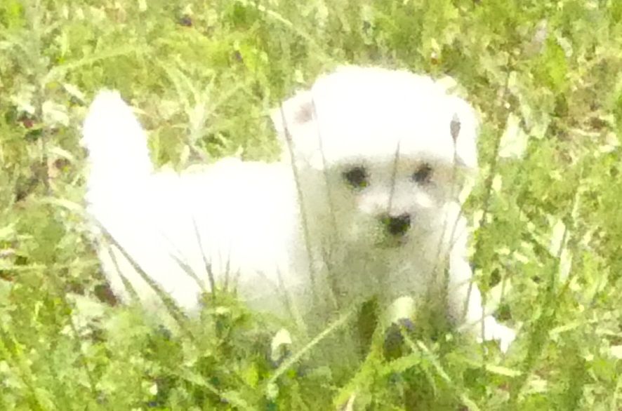 du Domaine des Ecorces - Chiots disponibles - Bichon Frise