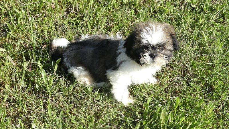 du Domaine des Ecorces - Chiots disponibles - Shih Tzu