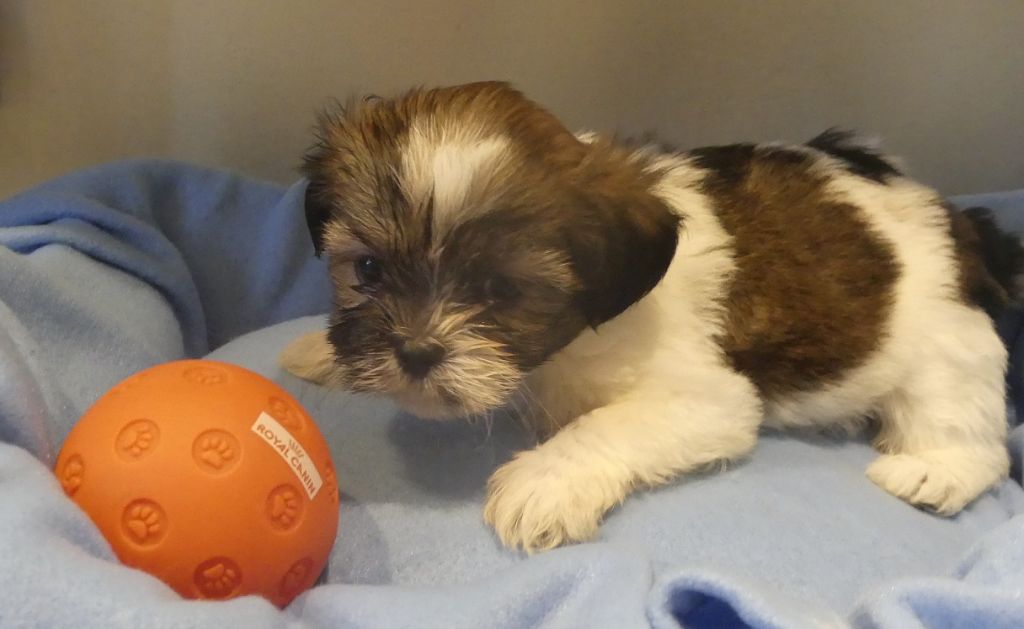 du Domaine des Ecorces - Chiots disponibles - Lhassa Apso