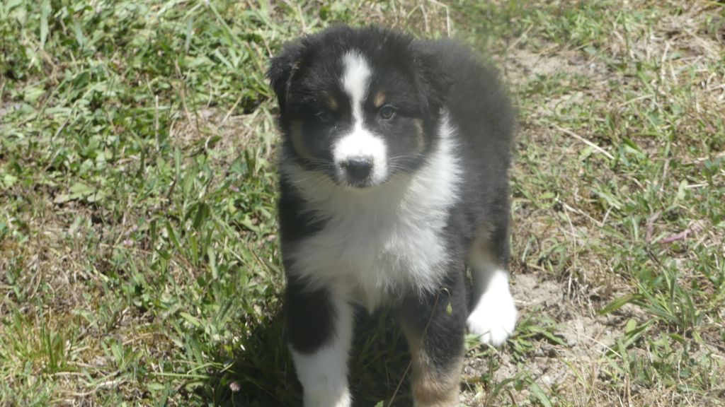 du Domaine des Ecorces - Chiots disponibles - Berger Australien