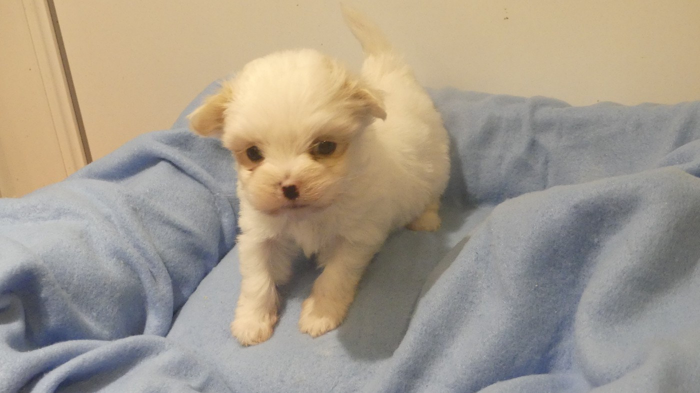 du Domaine des Ecorces - Chiots disponibles - Coton de Tulear