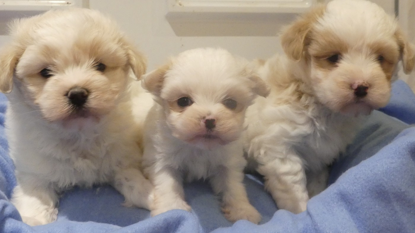 du Domaine des Ecorces - Coton de Tulear - Portée née le 16/10/2025