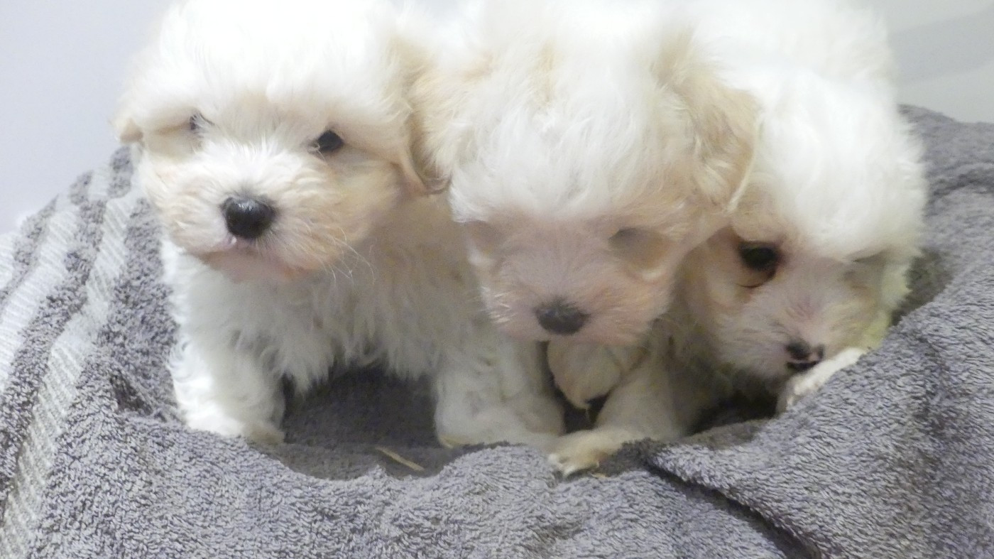 du Domaine des Ecorces - Coton de Tulear - Portée née le 16/10/2025