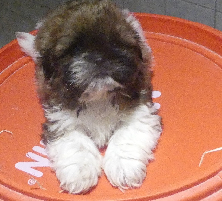 du Domaine des Ecorces - Chiots disponibles - Shih Tzu