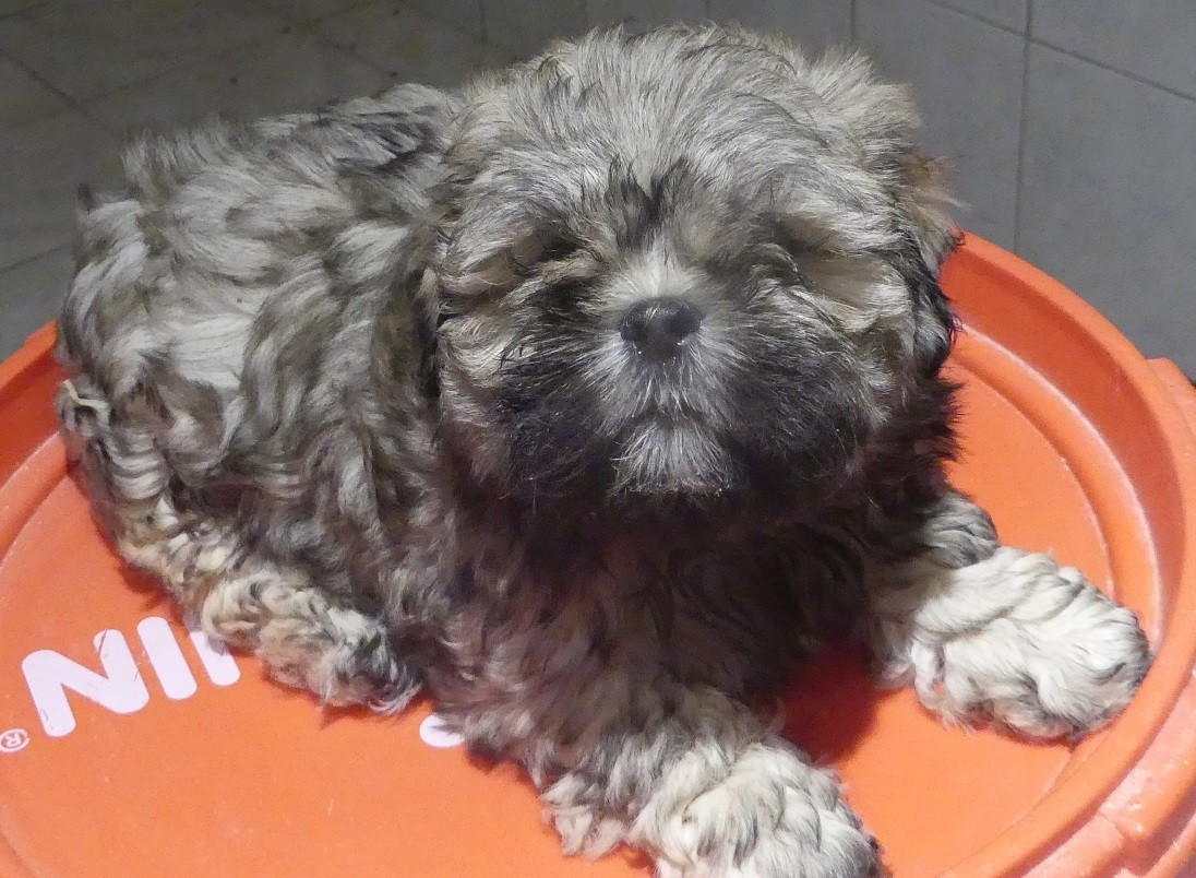 du Domaine des Ecorces - Chiots disponibles - Lhassa Apso