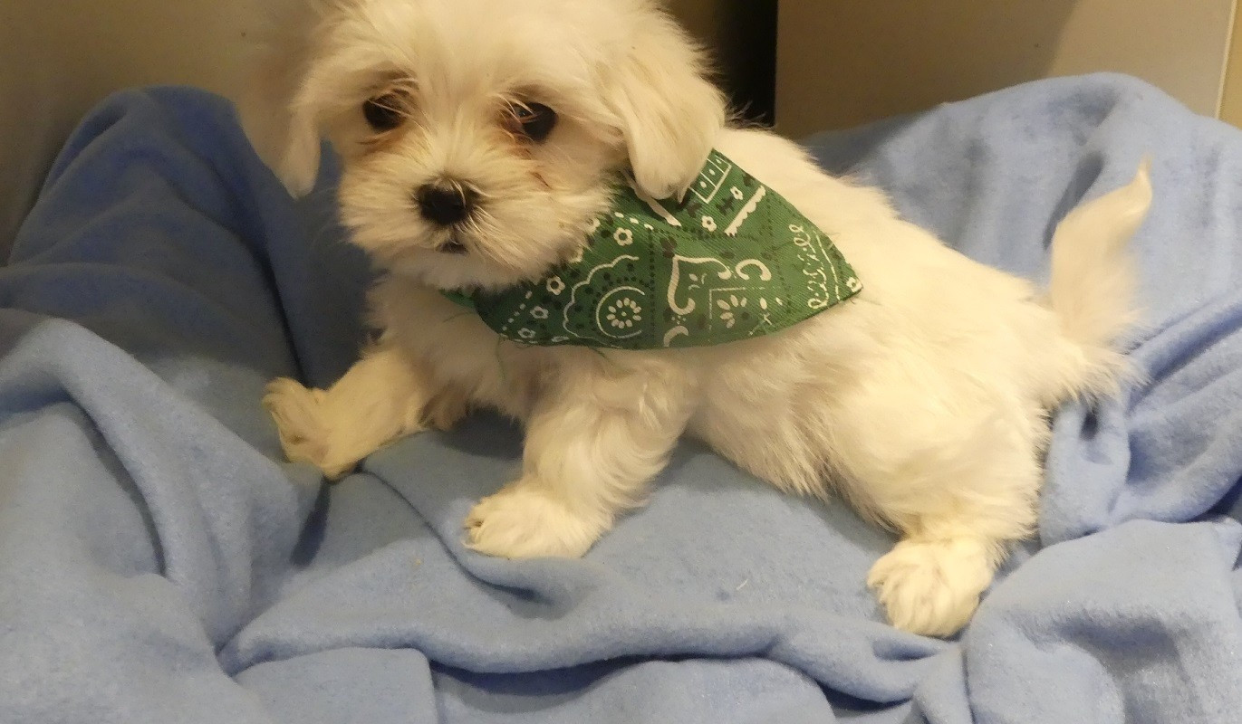 du Domaine des Ecorces - Chiots disponibles - Bichon maltais