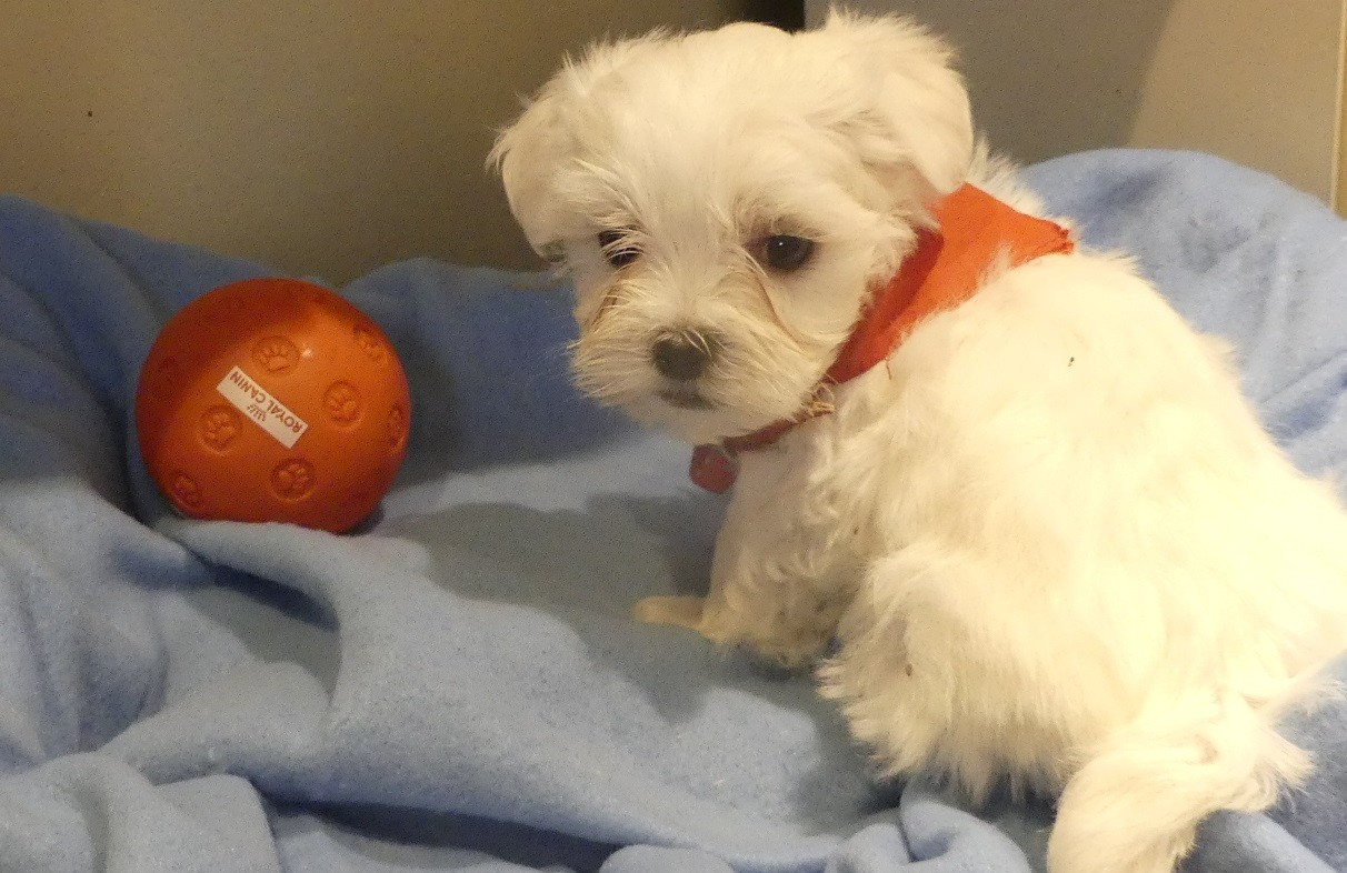 du Domaine des Ecorces - Chiots disponibles - Bichon maltais