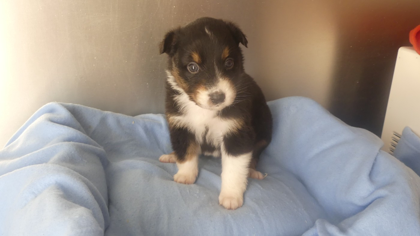 du Domaine des Ecorces - Chiots disponibles - Berger Australien