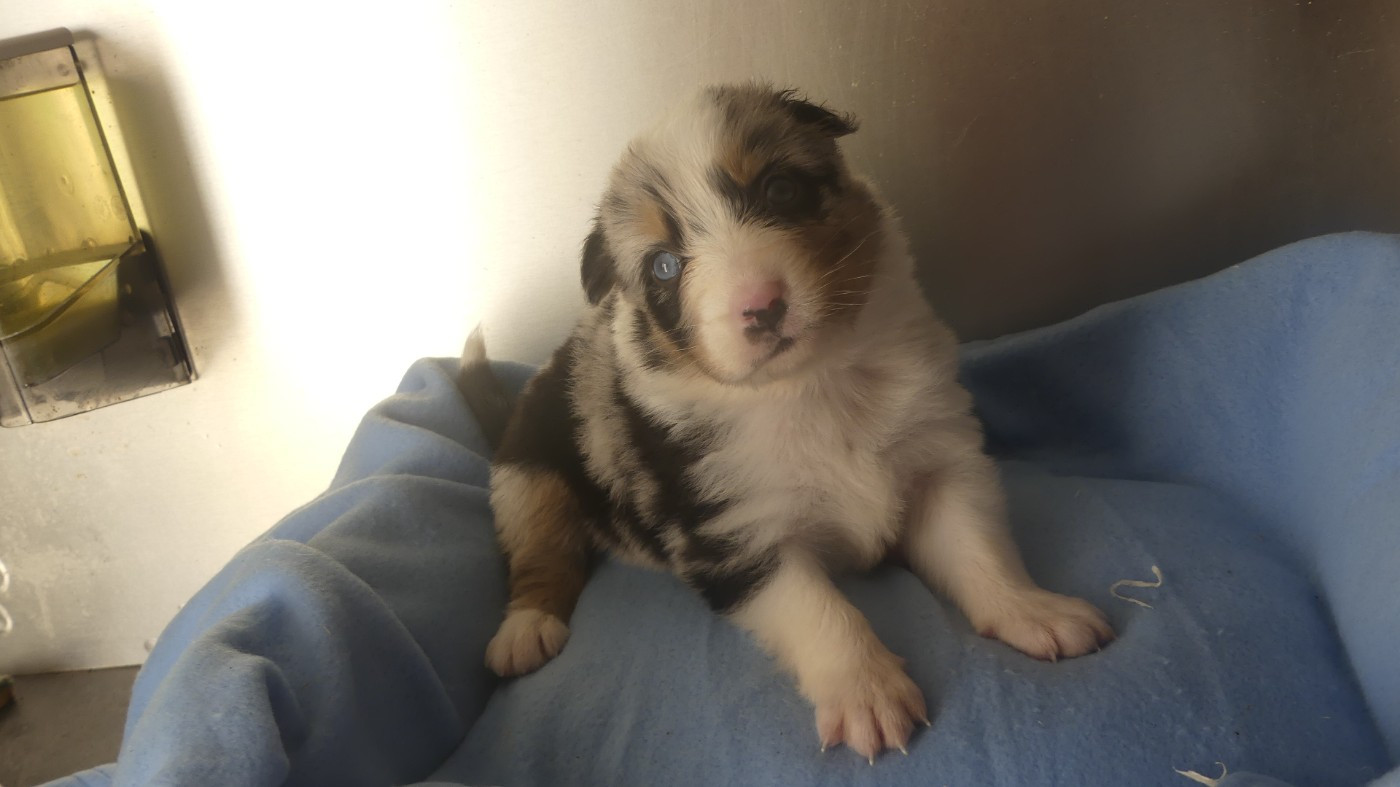 du Domaine des Ecorces - Chiots disponibles - Berger Australien