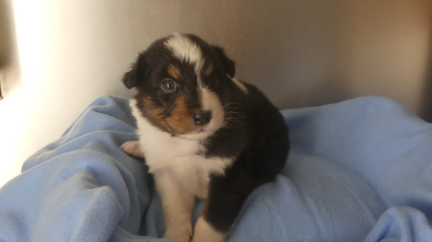 du Domaine des Ecorces - Chiots disponibles - Berger Australien