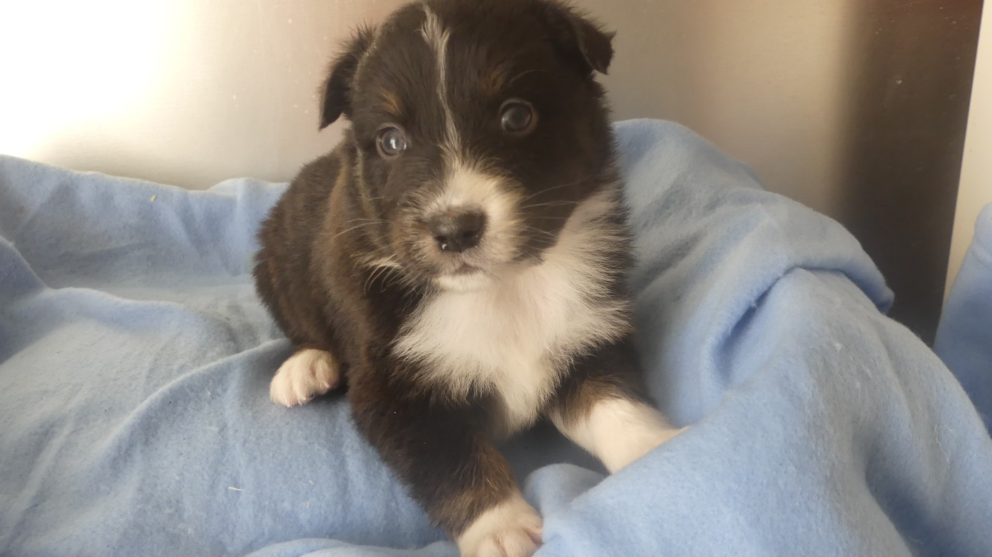 du Domaine des Ecorces - Chiots disponibles - Berger Australien