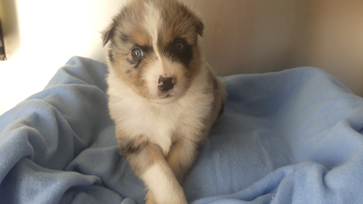 du Domaine des Ecorces - Chiots disponibles - Berger Australien