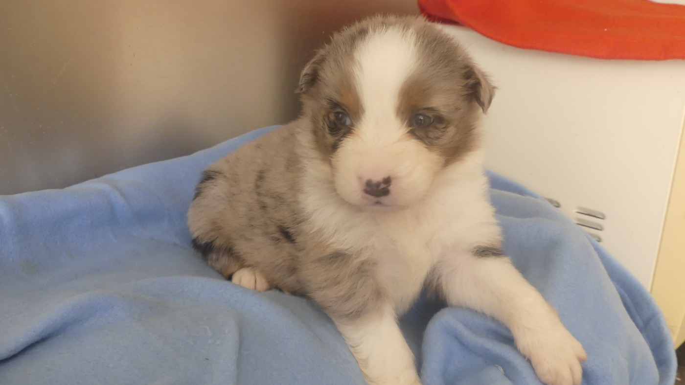 du Domaine des Ecorces - Chiots disponibles - Berger Australien