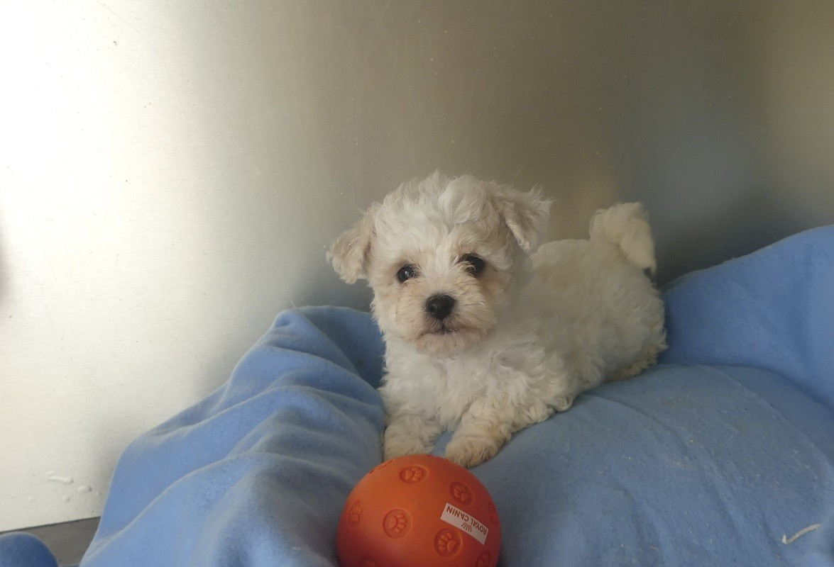 du Domaine des Ecorces - Chiots disponibles - Bichon Frise