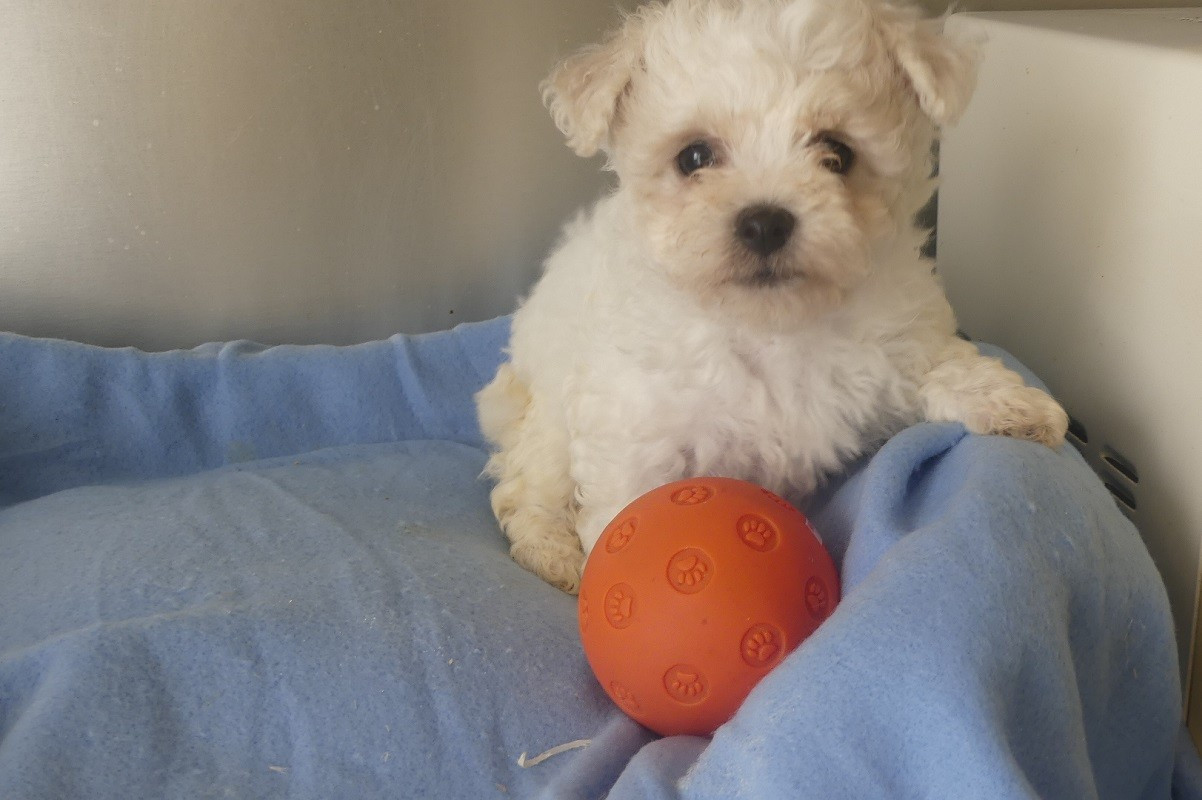 du Domaine des Ecorces - Chiots disponibles - Bichon Frise