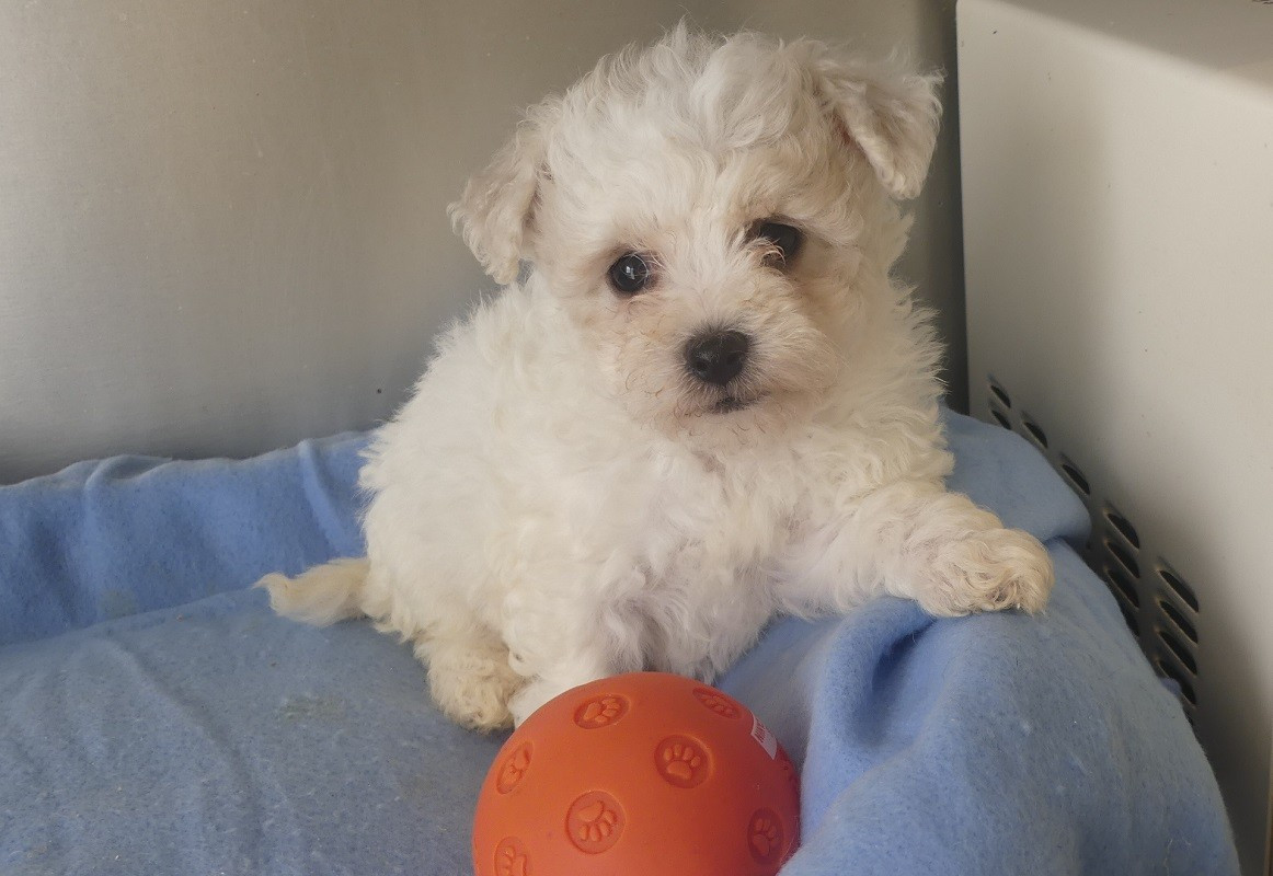 du Domaine des Ecorces - Chiots disponibles - Bichon Frise