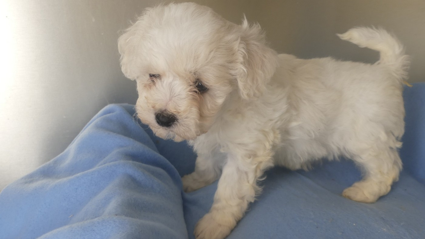 du Domaine des Ecorces - Chiots disponibles - Bichon Frise