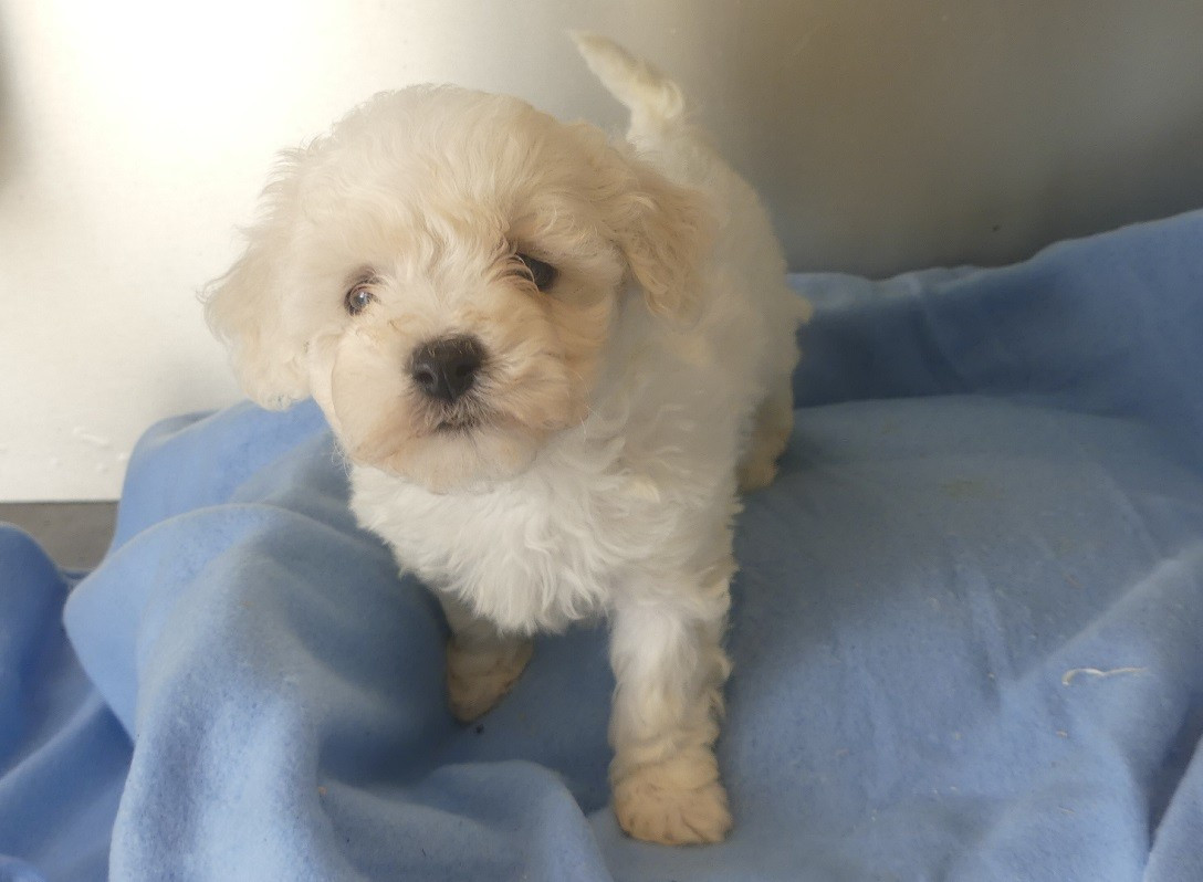du Domaine des Ecorces - Chiots disponibles - Bichon Frise