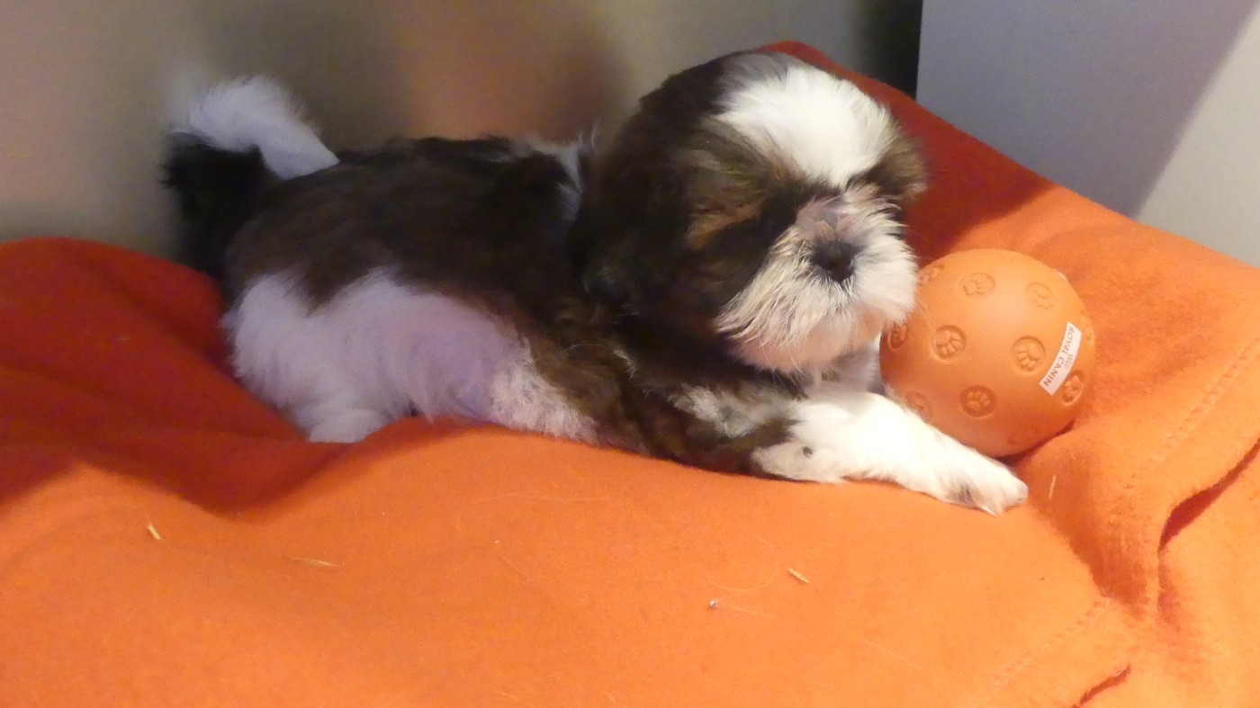 du Domaine des Ecorces - Chiots disponibles - Shih Tzu