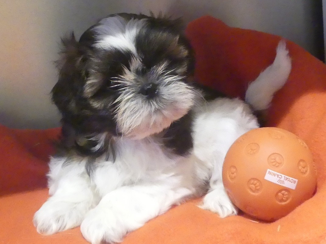 du Domaine des Ecorces - Chiots disponibles - Shih Tzu