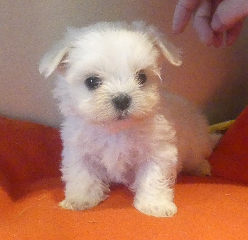 du Domaine des Ecorces - Chiots disponibles - Bichon maltais