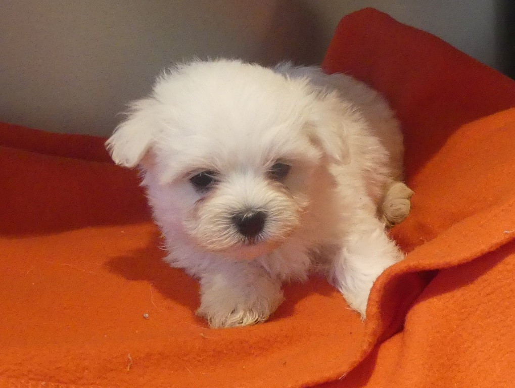 du Domaine des Ecorces - Chiots disponibles - Bichon maltais