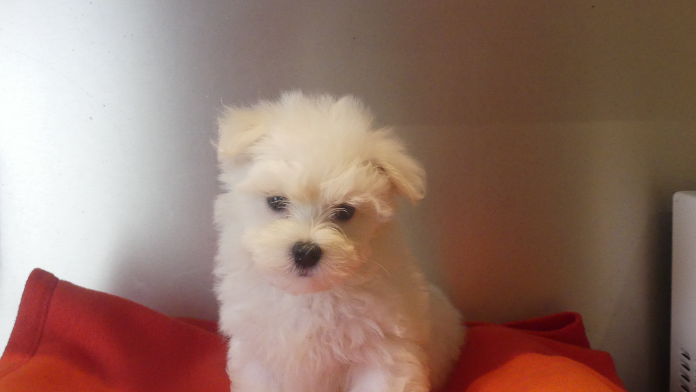 du Domaine des Ecorces - Chiots disponibles - Bichon maltais