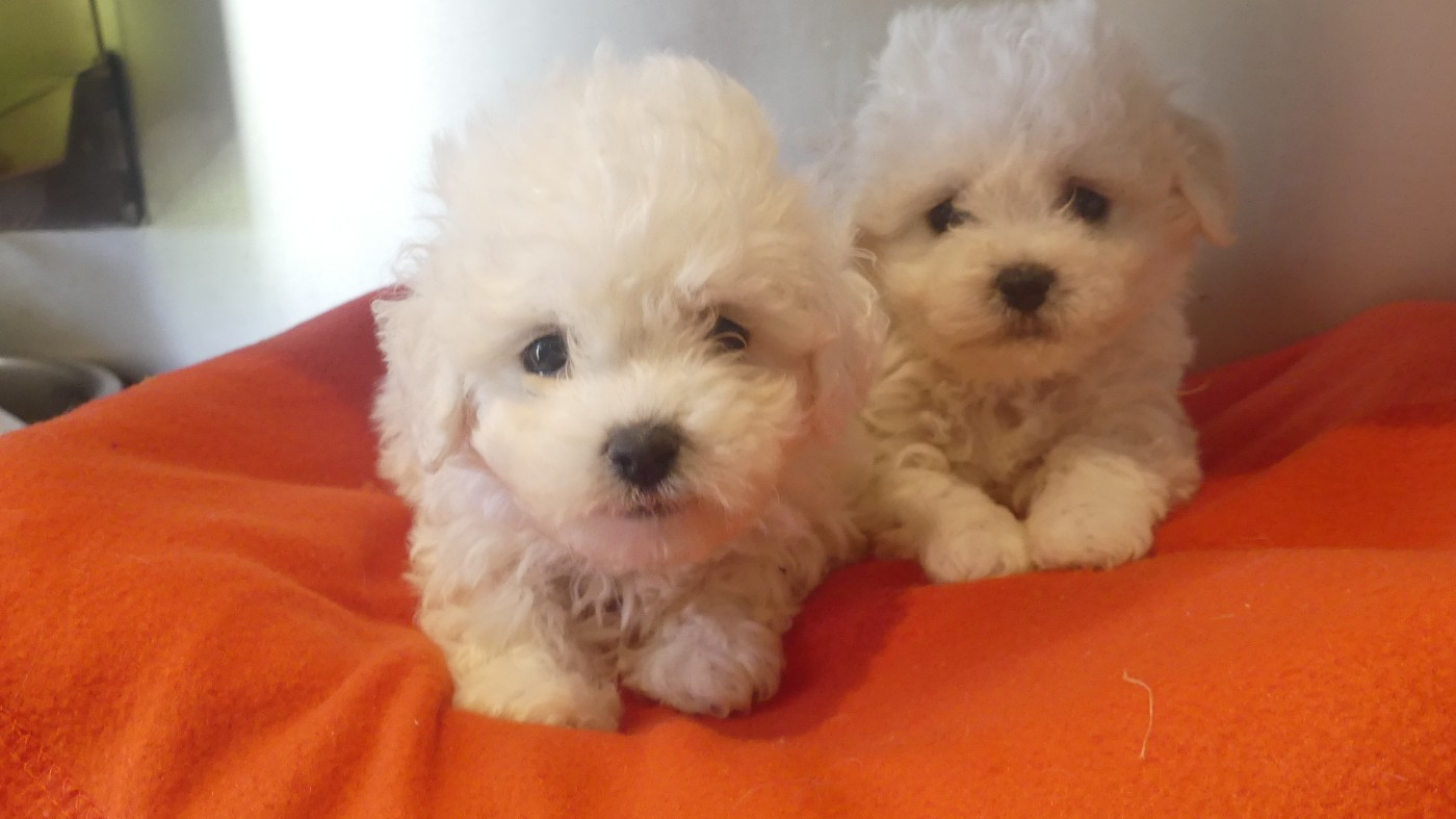 du Domaine des Ecorces - Bichon Frise - Portée née le 13/01/2026