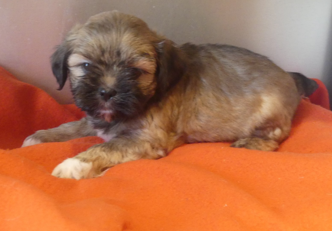 du Domaine des Ecorces - Chiots disponibles - Lhassa Apso