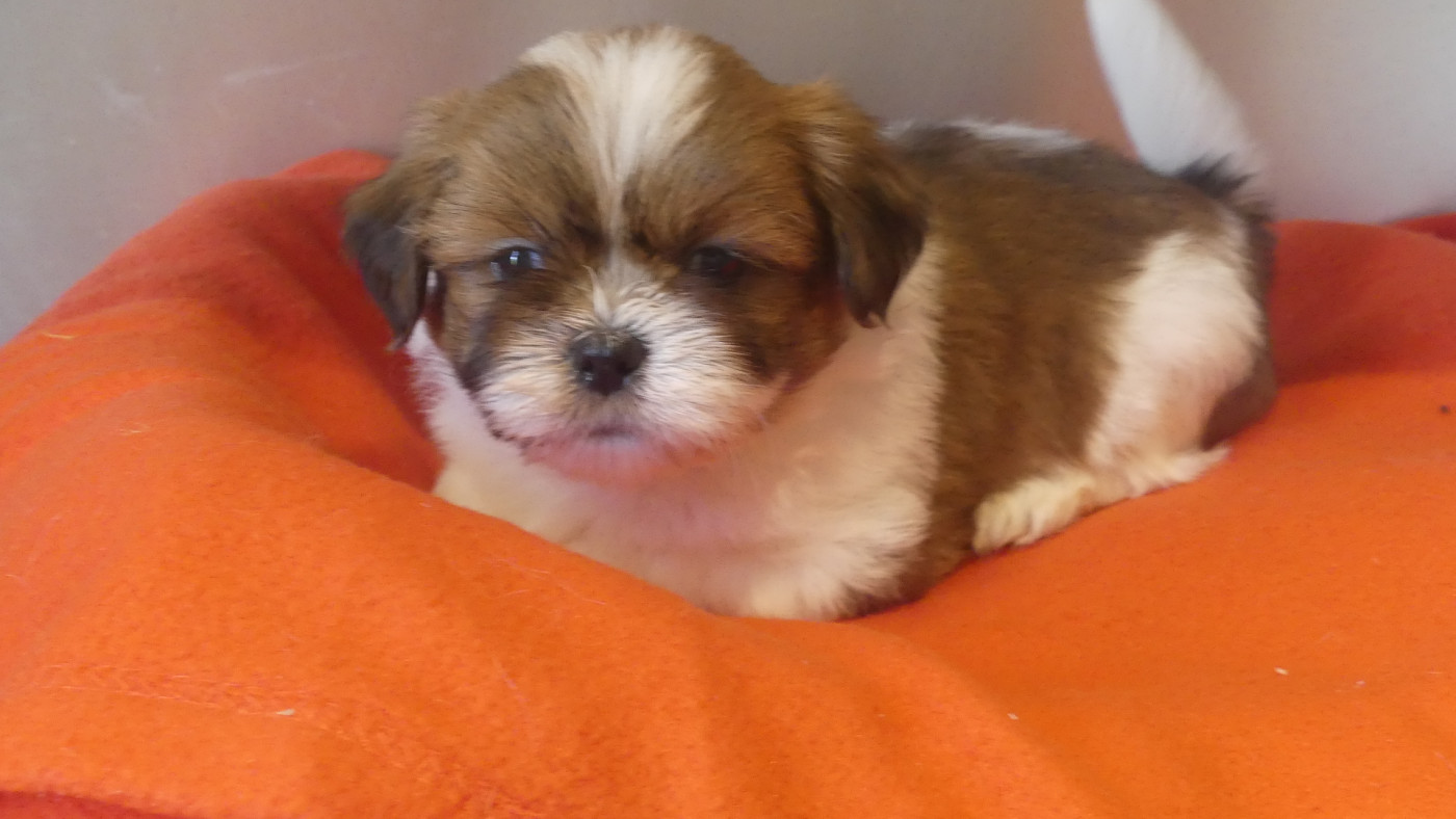 du Domaine des Ecorces - Chiots disponibles - Lhassa Apso