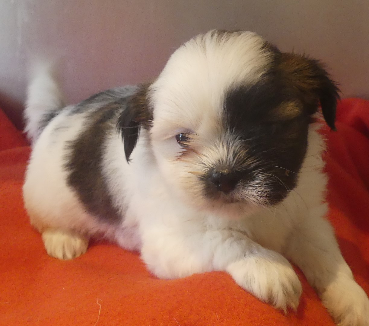 du Domaine des Ecorces - Chiots disponibles - Lhassa Apso