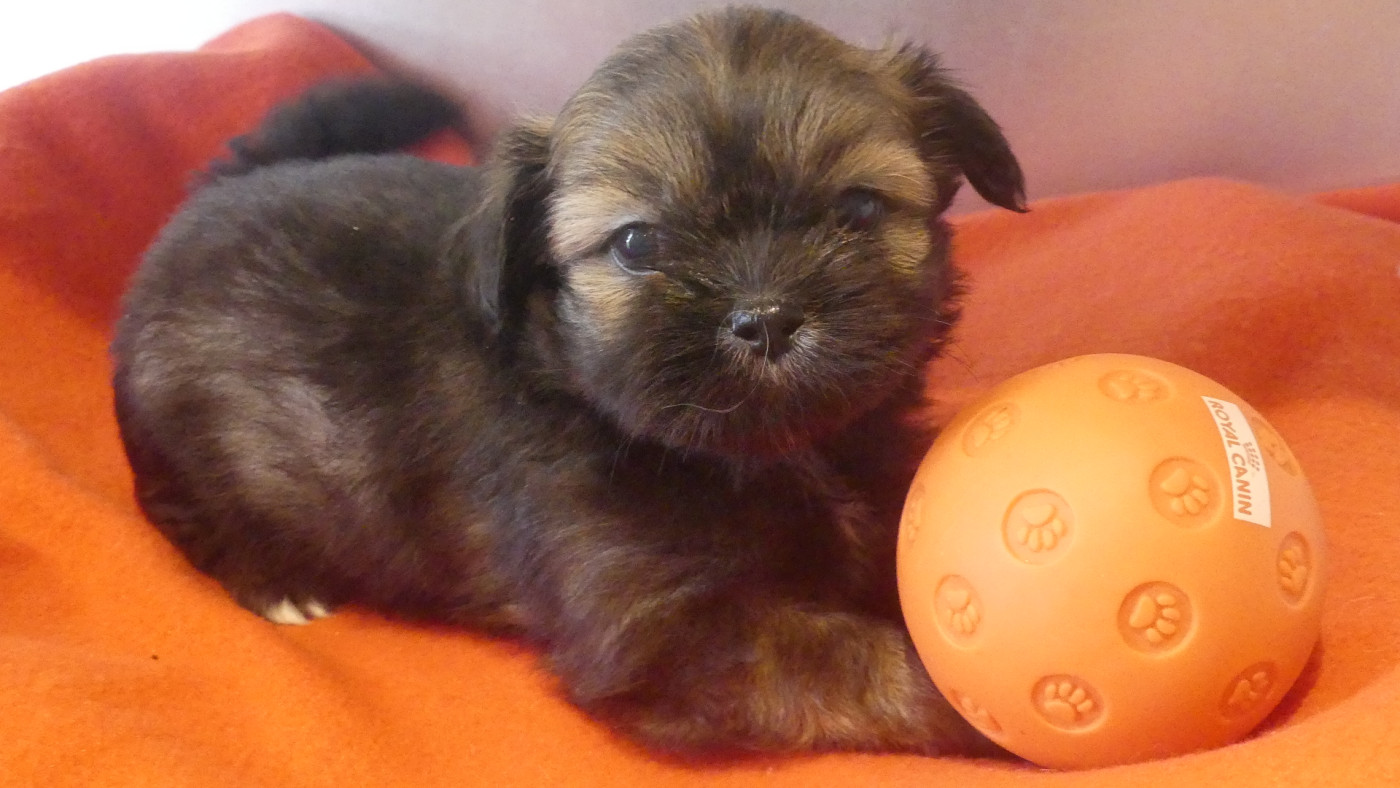 du Domaine des Ecorces - Chiots disponibles - Lhassa Apso