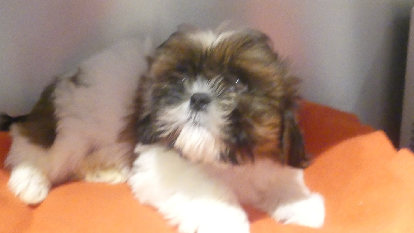 du Domaine des Ecorces - Chiots disponibles - Shih Tzu