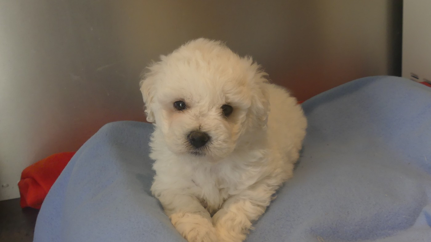du Domaine des Ecorces - Chiots disponibles - Bichon Frise