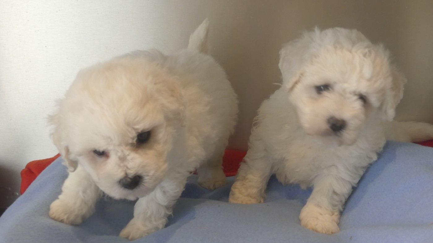 Chiot Bichon Frise du Domaine des Ecorces