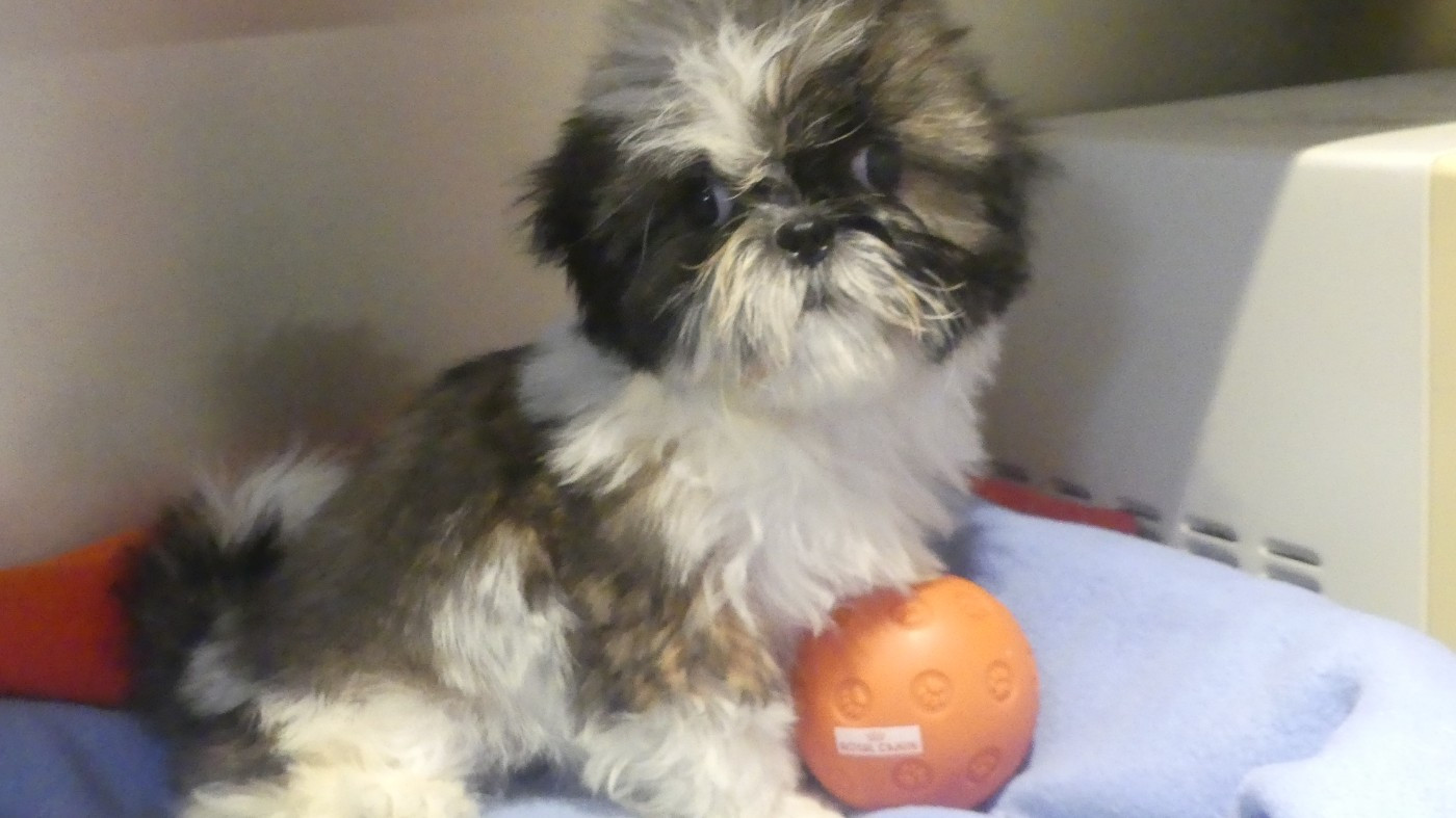 du Domaine des Ecorces - Chiots disponibles - Shih Tzu