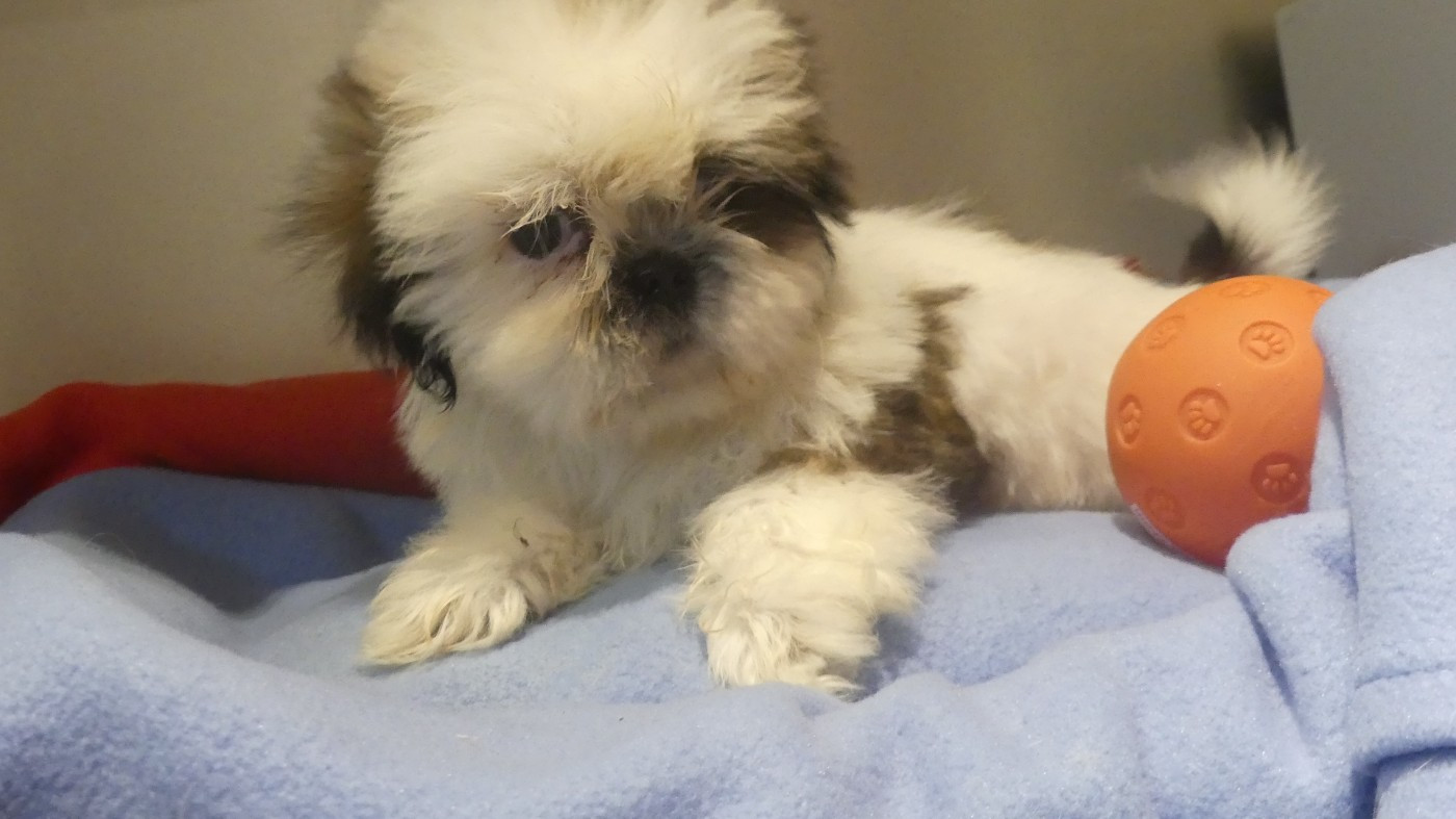 du Domaine des Ecorces - Chiots disponibles - Shih Tzu