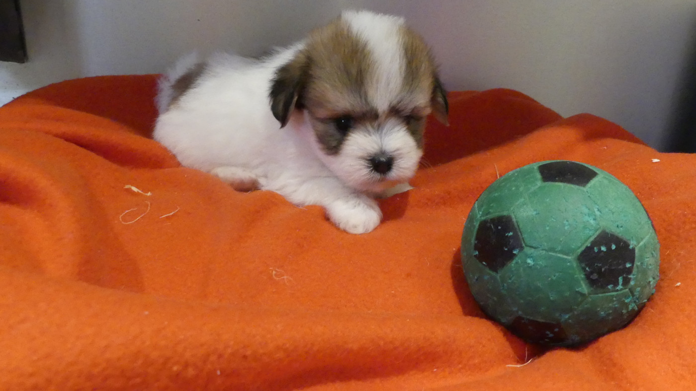 du Domaine des Ecorces - Chiots disponibles - Coton de Tulear