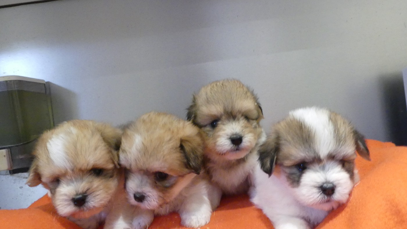 Chiot Coton de Tulear du Domaine des Ecorces