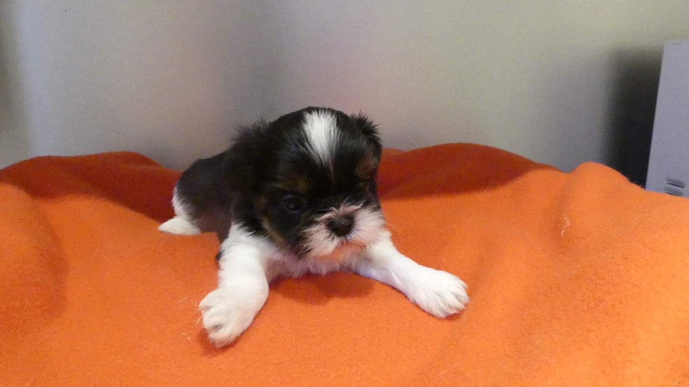 du Domaine des Ecorces - Shih Tzu - Portée née le 19/03/2026