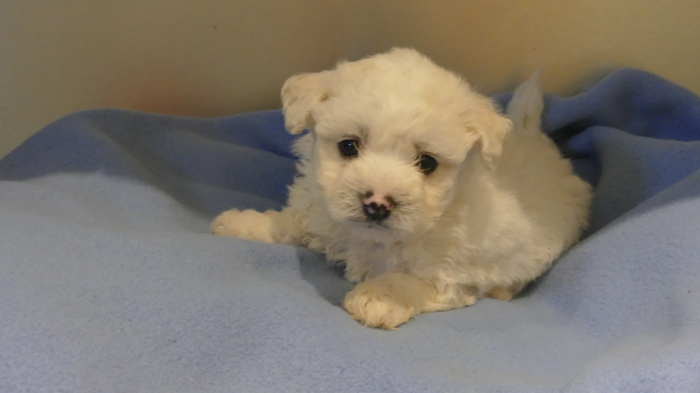 du Domaine des Ecorces - Chiots disponibles - Bichon Frise