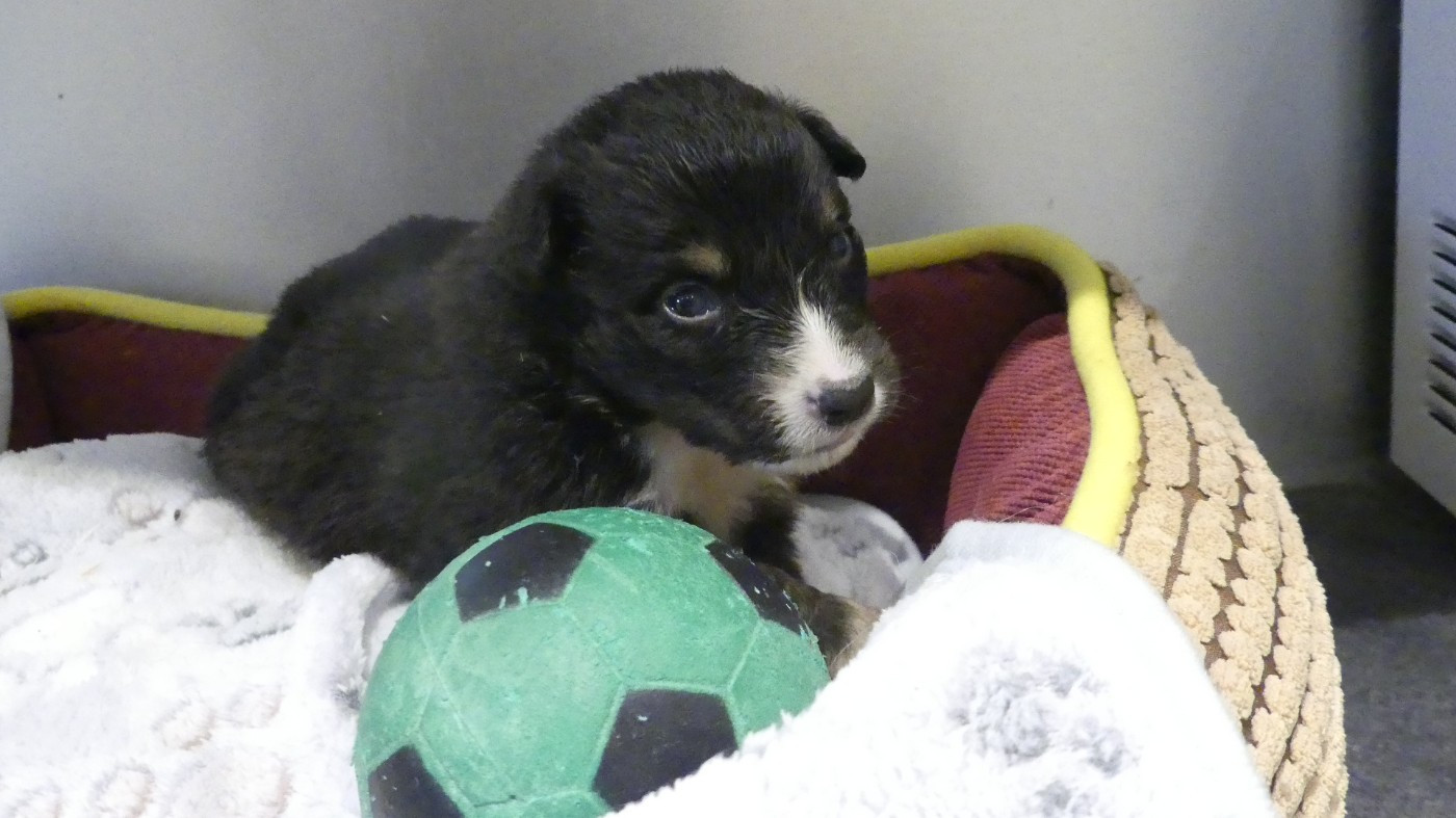 du Domaine des Ecorces - Chiots disponibles - Berger Australien